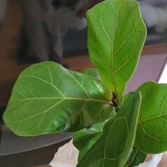 観葉植物