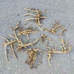 みょうが　茗荷　地下茎の画像