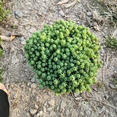 多肉植物　 ガーデニング