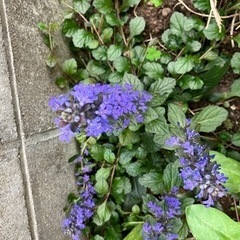 紫の花が咲くアジュガの子株をあげます。