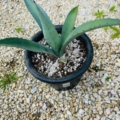 ①アガベ、リュウゼツラン、植物