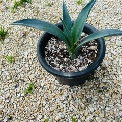 ③アガベ、リュウゼツラン、植物