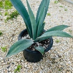 ④アガベ、リュウゼツラン、植物