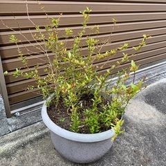 植物　ざくろ