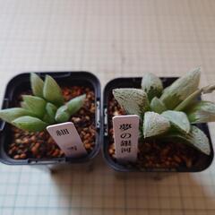多肉植物 ハオルチア2点