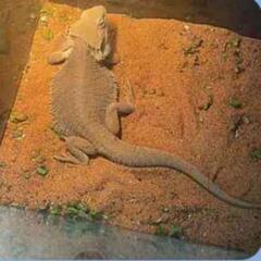 フトアゴヒゲトカゲ ハイポゼロ アダルト♂
