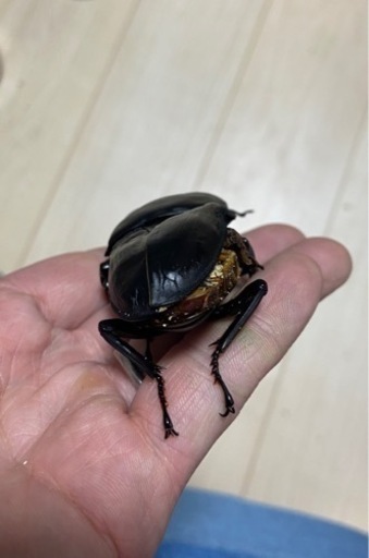 能勢SRオオクワガタ【90.0B】種確認済みと【55.7mmB】のペア