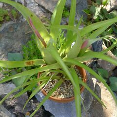 もうすぐ開花のアナナスです