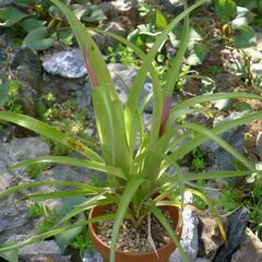 もうすぐ開花のアナナスですの画像