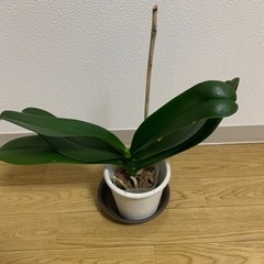 確約済み