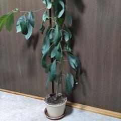 アボガド の画像