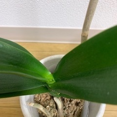 確約済みの画像