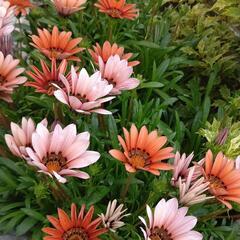 花 ガザニアの画像