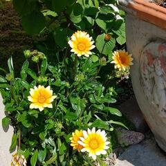 花 ガザニアの画像