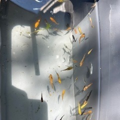 メダカ20匹