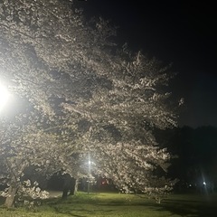 お花見などしませんか？