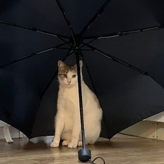 猫の捕獲を手伝ってください