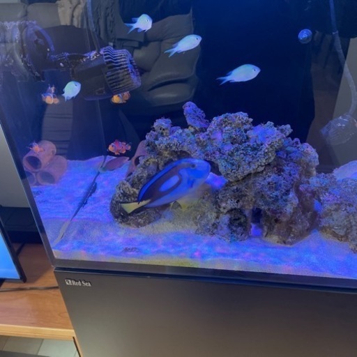 激安です☆ ナンヨウハギサイズXL 爆食い海水魚水槽☆引き取り