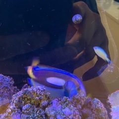小魚家族パパ 様★専用 激安です☆ ナンヨウハギサイズXL 爆食い海水魚水槽☆引き取り