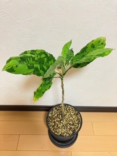 アグラオネマ・ピクタム