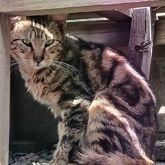 2.捨て猫を保護しています里親さんを募集します 罪の無い小さな命...