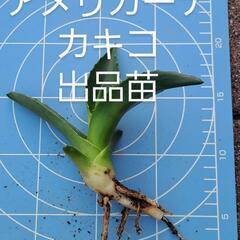 アガベアメリカーナ。カキコ苗。