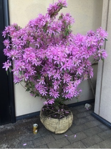 花車　１２０センチ
