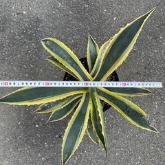 アガベ　アオノリュウゼツラン　アメリカーナ　斑入りの画像
