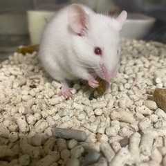 ハツカネズミ