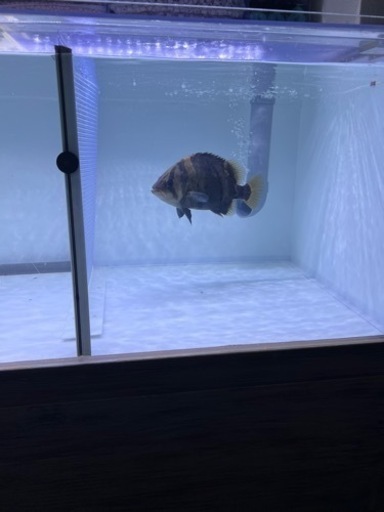 ダトニオリアルバンド