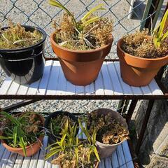 鉢植えの画像