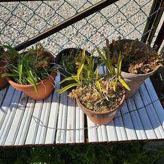 鉢植えの画像