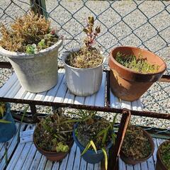鉢植えの画像