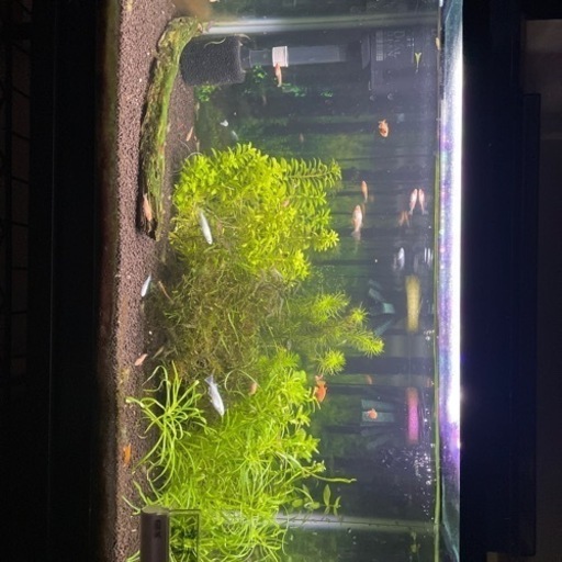 60㎝水槽（メダカ、エビ、水草等）