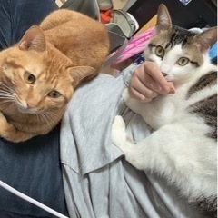 人懐こい兄弟猫です