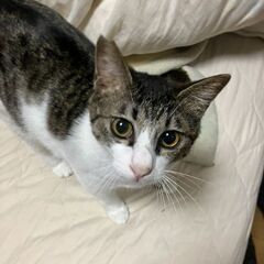 【お譲り先確定】1才の猫達を保護しています（虚勢手術済）