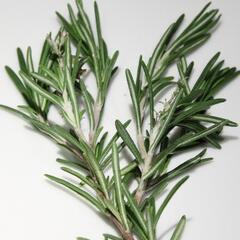 ローズマリー　カット枝　挿し穂やお料理にもの画像