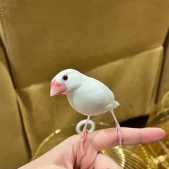 文鳥くんの里親を募集します