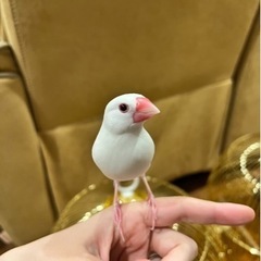 文鳥くんの里親を募集します - 品川区