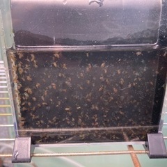 オオミジンコ (ダフニアマグナ)グリーンウォーター500ml爆殖セット メダカ・金魚の餌にの画像