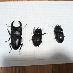 オオクワガタ3匹　♂75ｍｍ、♀①49ｍｍ、②48ｍｍ　能勢・阿...