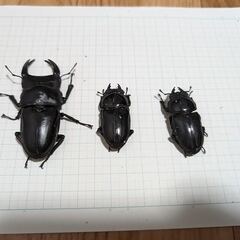 特大オオクワガタ2匹　♂80ｍｍ、♀48ｍｍ　能勢・阿古谷系統　...