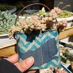 生活雑貨 家庭用品 ガーデニング