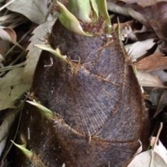 (お相手決まりました)タケノコ