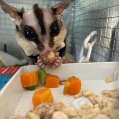 【一旦、募集停止します】フクロモモンガ　オス　里親募集
