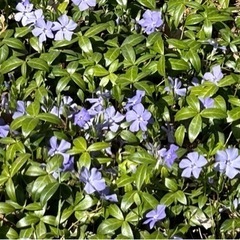 ★ 大岡山 ★ 苗 ★ ツルニチニチソウ ★ 数株ありますの画像