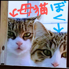 地域猫１年頑張ったよ、おっとりした1才男の子