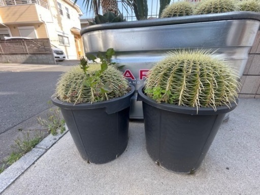 金鯱　サボテン