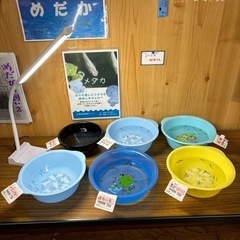メダカ各種
