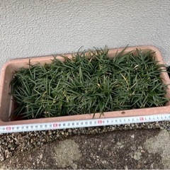 ①玉竜　竜のヒゲ　リュウノヒゲ　グランドカバー